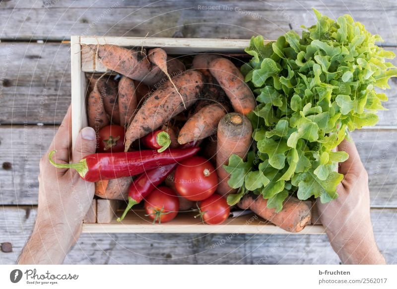 Eine Kiste voll Gemüse Lebensmittel Salat Salatbeilage Bioprodukte Vegetarische Ernährung Gesunde Ernährung Hand Finger Kasten Arbeit & Erwerbstätigkeit wählen