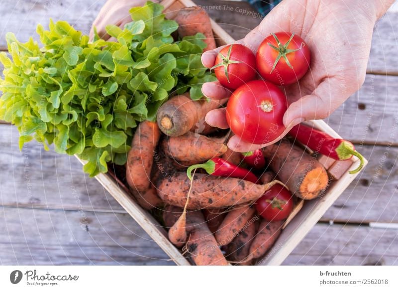 Gemüse-Kisterl Lebensmittel Salat Salatbeilage Bioprodukte Gesunde Ernährung Essen Mann Erwachsene Hand Finger 30-45 Jahre Kasten Arbeit & Erwerbstätigkeit