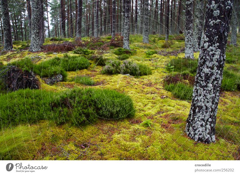 wald Umwelt Natur Landschaft Urelemente Sommer Pflanze Baum Gras Sträucher Moos Urwald außergewöhnlich ästhetisch Zufriedenheit Schottland Highlands Flechten