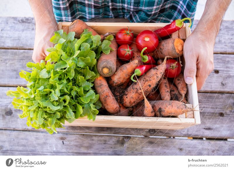 Gemüsevielfalt Lebensmittel Salat Salatbeilage Bioprodukte Vegetarische Ernährung Gesunde Ernährung Mann Erwachsene Hand Finger 30-45 Jahre Herbst