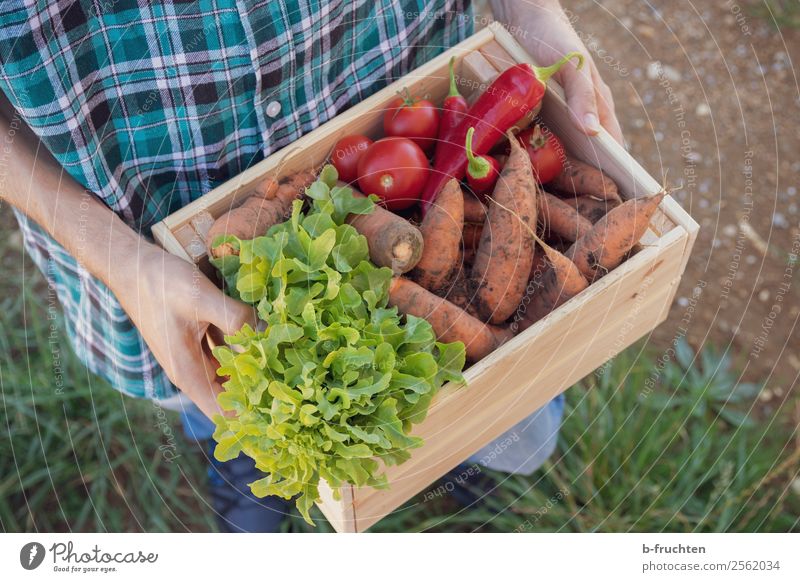 erntefrisches Gemüse Lebensmittel Salat Salatbeilage Bioprodukte Vegetarische Ernährung Gesunde Ernährung Landwirtschaft Forstwirtschaft Mann Erwachsene Hand