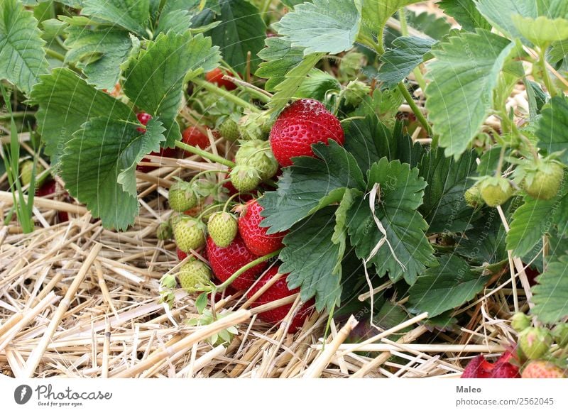 Erdbeeren Beeren Feld Ernte Landwirtschaft Bündel Sträucher lecker Ernährung Lebensmittel frisch Garten grün Gesunde Ernährung Landschaft Blatt reif Sommer