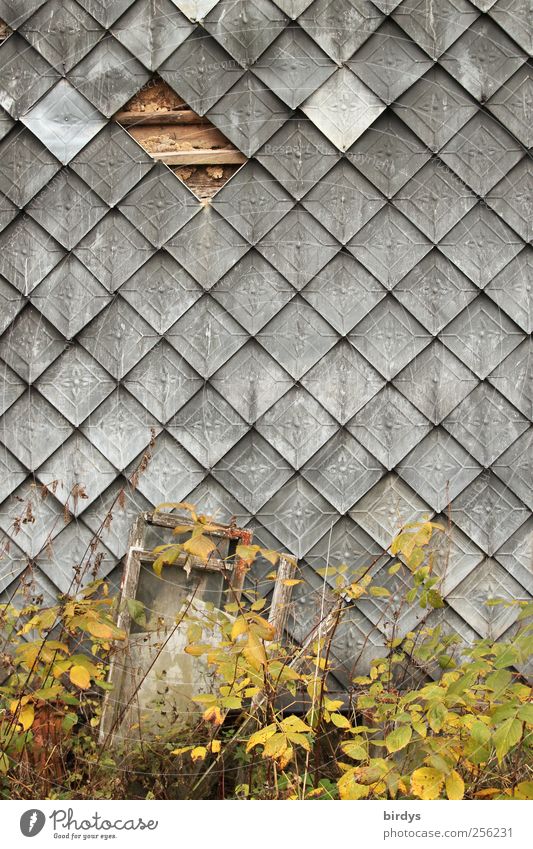 Originelles Original Pflanze Herbst Mauer Wand Fassade warten authentisch historisch kaputt natürlich Gelassenheit ruhig Idylle Symmetrie Verfall