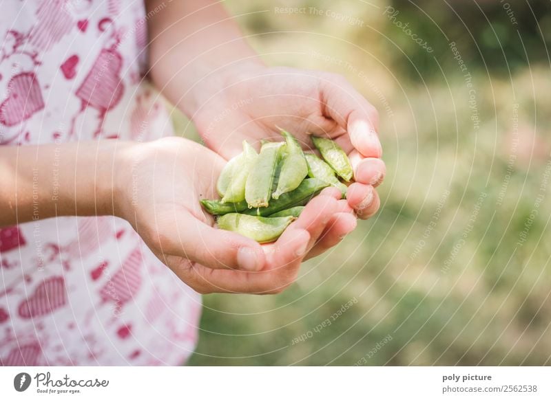 Kinderhand hällt Zuckerschoten Lifestyle Gesunde Ernährung Freizeit & Hobby Ferien & Urlaub & Reisen Kleinkind Mädchen Kindheit Leben Hand 1-3 Jahre 3-8 Jahre
