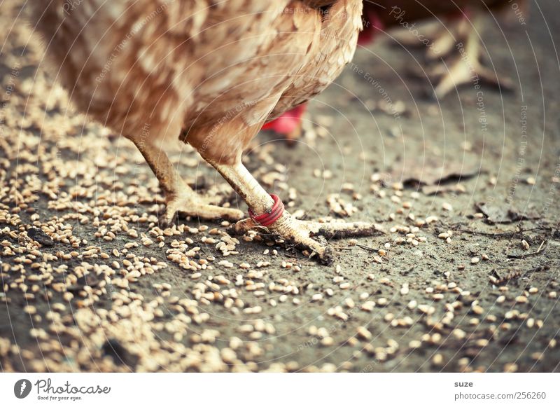 Chicken Rings Bioprodukte Gesunde Ernährung Landwirtschaft Forstwirtschaft Tier Urelemente Erde Nutztier Haushuhn 1 braun Verantwortung Hühnervögel Tierfuß Korn