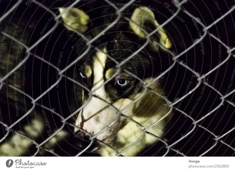 Nahaufnahme eines Husky-Hundes, der durch die Gitterstäbe eines Käfigs schaut. Gesicht Tier Pelzmantel Haustier 1 Traurigkeit warten niedlich Einsamkeit