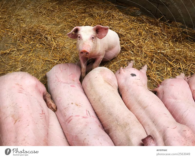 Junge Schweine auf Stroh Fleisch Landwirtschaft Heu Stall Tier Nutztier Tiergruppe Tierjunges rosa Farbfoto Außenaufnahme Luftaufnahme Tag Vogelperspektive