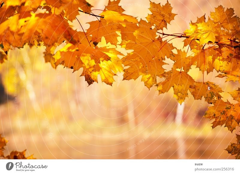 Goldener Moment Umwelt Natur Landschaft Pflanze Urelemente Herbst Klima Wetter Seeufer leuchten authentisch natürlich schön Wärme gelb gold Herbstlaub
