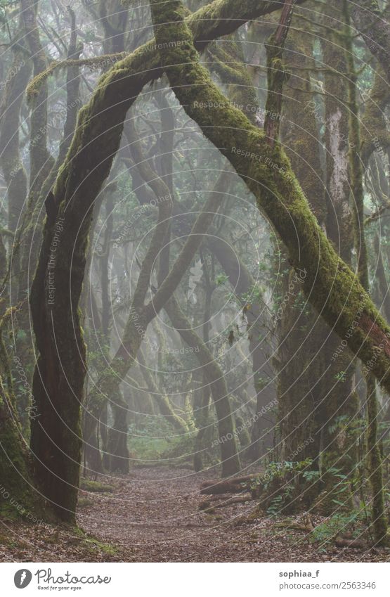 magischer Lorbeerwald, nebliger Pfad und Bäume mit Moos Weg Wald Lorbeerbaum Regenwald La Gomera Nebel mystisch Nationalpark geistig Flora Wanderweg wandern