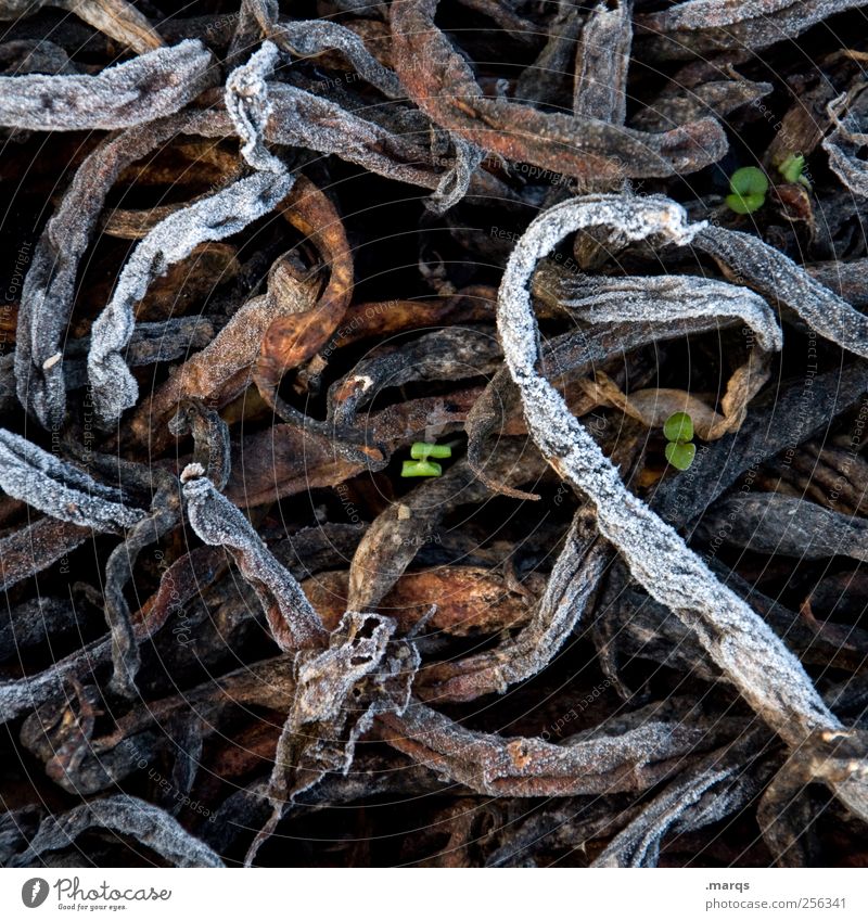 Life goes on Umwelt Natur Winter Pflanze Kompost Wachstum kalt Erfolg Kraft Leben Verfall Vergangenheit gefroren Durchsetzungsvermögen Farbfoto Außenaufnahme