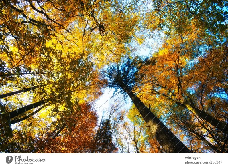 baumkronen Natur gelb gold grün rot schwarz weiß Stimmung Freude Himmel Wald Herbst herbstlich Baum Baumstamm Baumkrone mehrfarbig Blatt Laubwald Jahreszeiten