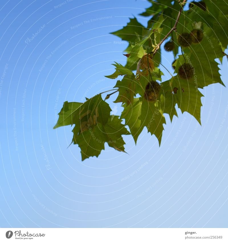 Sonnenherbst Umwelt Natur Pflanze Himmel Wolkenloser Himmel Herbst Wetter Schönes Wetter Baum Blatt blau grün Ast Frucht hängen Farbfoto Außenaufnahme