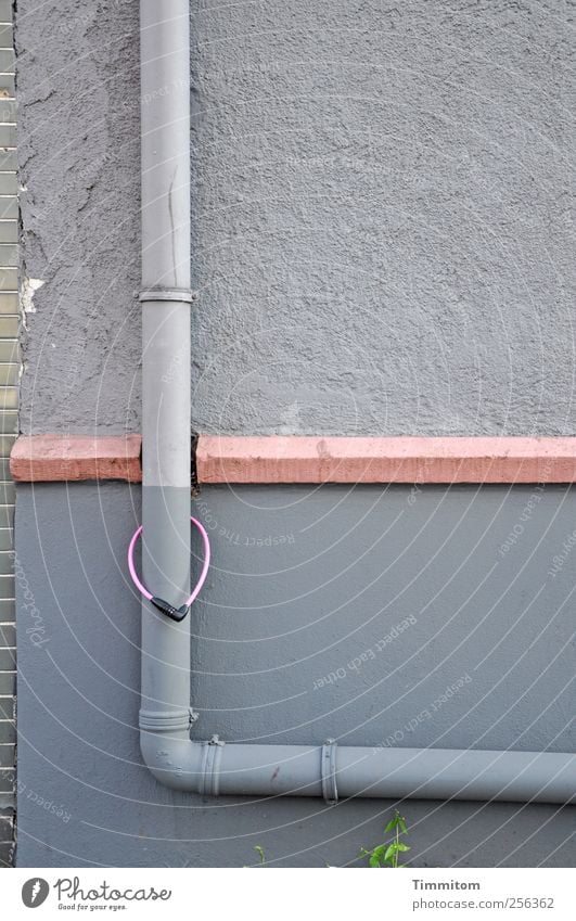 Endlich wieder vereint! Grünpflanze Heidelberg Stadtzentrum Mauer Wand Fallrohr Sims Beton hängen ästhetisch grau rosa Gefühle Zusammensein Leidenschaft