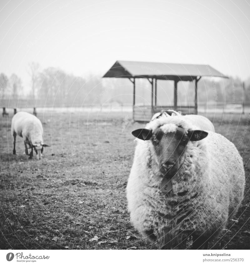 nummer 2 Umwelt Natur schlechtes Wetter Nebel Wiese Feld Weide Tier Nutztier Tiergesicht Schaf Schafherde Herde Fressen Blick stehen natürlich Neugier rund