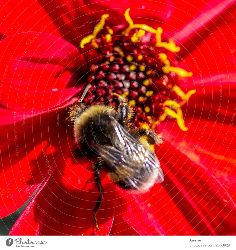 kleines Dickerchen Pflanze Schönes Wetter Blume Dahlien Tier Hummel 1 krabbeln dick nachhaltig natürlich niedlich positiv gelb rot Lebensfreude authentisch