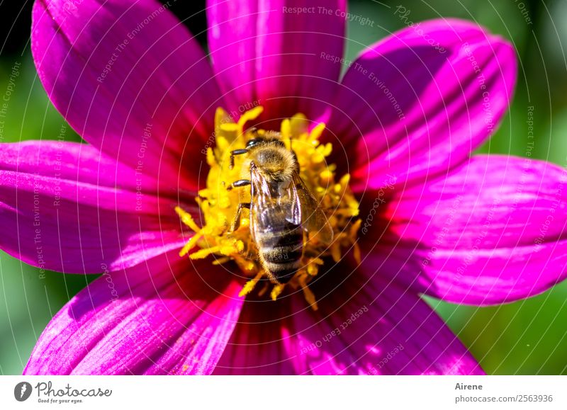 gefundenes Fressen Blume Biene 1 Tier Pollen fliegen krabbeln Duft natürlich gelb gold rosa Lebensfreude Natur fleißig purpur Farbe leuchtende Farben Farbfoto