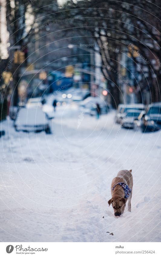 Vorweihnachtlich Winter schlechtes Wetter Schnee Stadt Fußgänger Straße Fahrzeug PKW Tier Haustier Hund 1 Leidenschaft Vorsicht Gelassenheit ruhig Traurigkeit