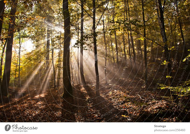 Herbst im Wald Umwelt Natur Landschaft Sonne Sonnenlicht Schönes Wetter Nebel Baum Blatt hell schön "Wellen des Sonnenlichts". Sonnenstrahlen Holz Blendung