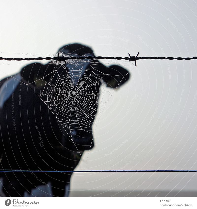 Muh Tier Nutztier Kuh 1 Spinnennetz Stacheldraht Natur Schleier anonym Gedeckte Farben Außenaufnahme Textfreiraum rechts Morgen Tierporträt