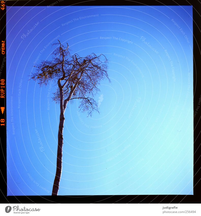 Weststrand Himmel Wolkenloser Himmel Baum Wachstum blau Natur Umwelt kahl Baumkrone Farbfoto Außenaufnahme
