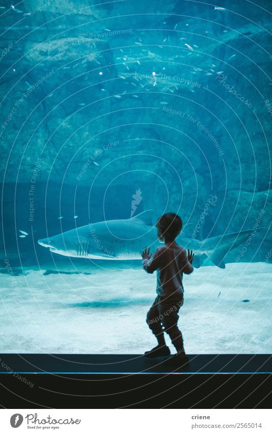 aufgeregter Junge beobachtet einen Hai im Zoo Freude Glück schön Leben Ferien & Urlaub & Reisen Ausflug Meer Kind Schule Mensch Familie & Verwandtschaft Natur