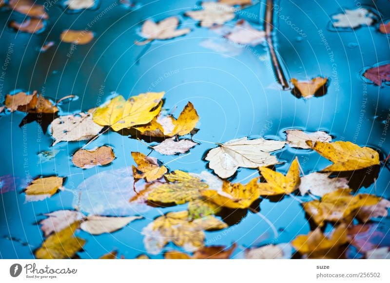 Buntes Treiben Umwelt Natur Landschaft Urelemente Wasser Herbst Wetter Schönes Wetter Blatt gelb gold Vergänglichkeit Herbstlaub herbstlich Jahreszeiten Färbung