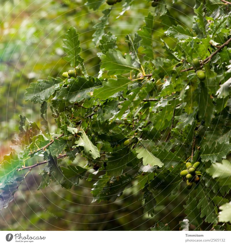 Eiche mit Eicheln Umwelt Natur Herbst Baum Eichenblatt Wachstum grün Farbfoto Außenaufnahme Menschenleer Licht Schatten Reflexion & Spiegelung Sonnenlicht