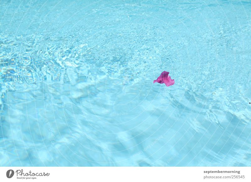 Blüte im Wasser Sommer Schönes Wetter saftig Sauberkeit blau violett Einsamkeit Farbfoto Außenaufnahme Menschenleer Tag Schwimmbad