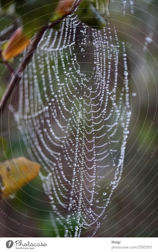vorübergehend | verlassen ... Umwelt Natur Wassertropfen Herbst Nebel Pflanze Blatt Zweig Park Spinnennetz glänzend hängen warten ästhetisch authentisch