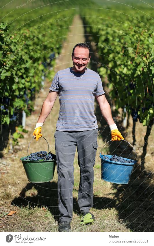 Ernte von Trauben Weintrauben Weinpresse Winzer Trauben stampfen Weinbau Weinlese Weinberg Arbeit & Erwerbstätigkeit Landwirtschaft Herbst Landschaft Frucht