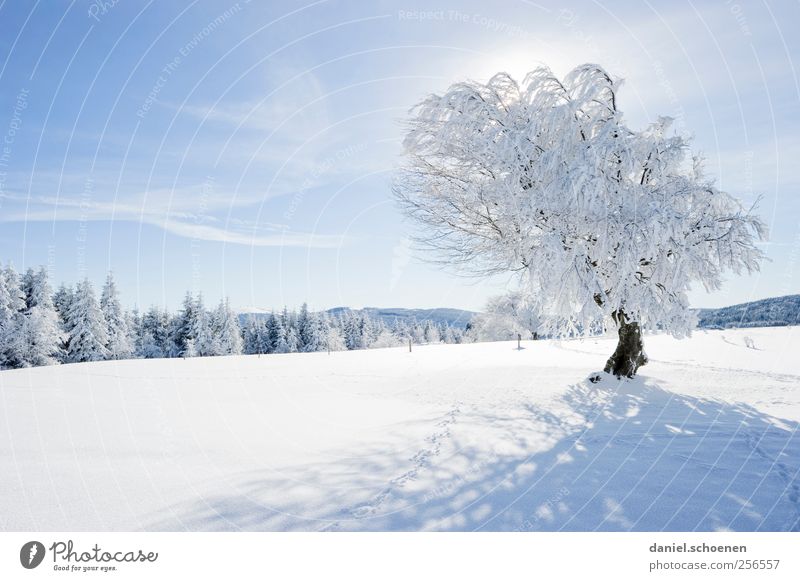 Eins habe ich noch !! Ferien & Urlaub & Reisen Winter Schnee Winterurlaub Umwelt Natur Landschaft Klima Schönes Wetter Eis Frost Baum hell blau weiß Schwarzwald