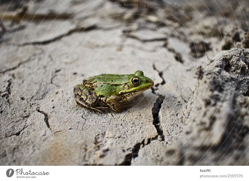frosch bleibt frosch Klima Klimawandel Dürre Tier Frosch 1 Leben Durst Umwelt Riss Schlamm grün warten klein Farbfoto Außenaufnahme Tierporträt