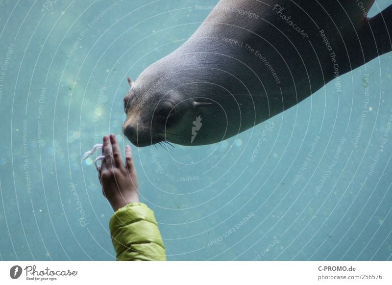 Tierische Begegnung Mensch Kind Hand 1 Wasser Wildtier Blick Interesse begegnen Robben Zoo Aquarium Unterwasseraquarium Kegelrobbe Farbfoto Tag