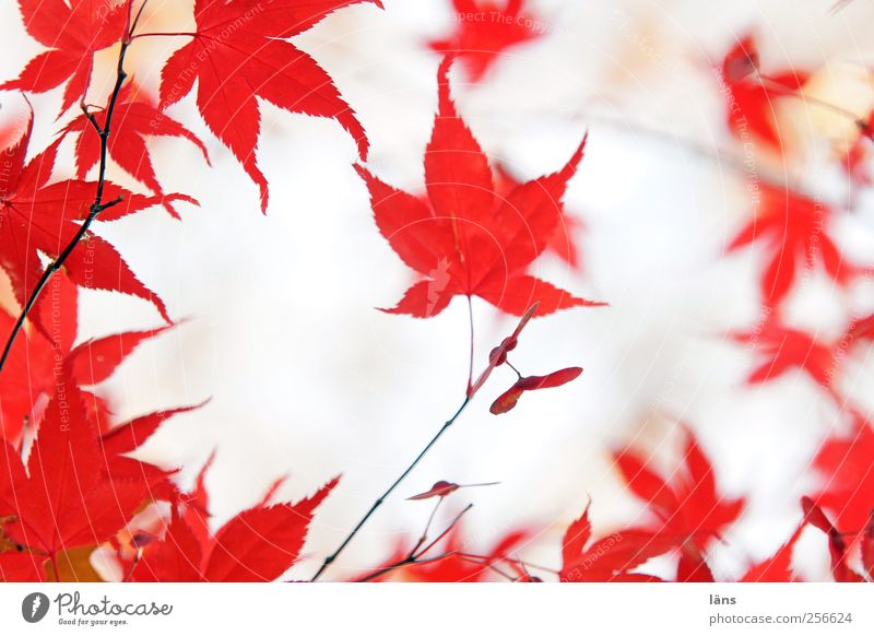 rot Natur Pflanze Herbst Baum ästhetisch Blatt Färbung Zweig Ahornblatt Japanischer Ahorn Farbfoto Menschenleer Tag Schwache Tiefenschärfe