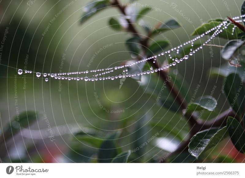 Hängematte ;-) Umwelt Natur Pflanze Wassertropfen Herbst Nebel Sträucher Blatt Wildpflanze Zweig Park Spinnennetz hängen authentisch außergewöhnlich einzigartig