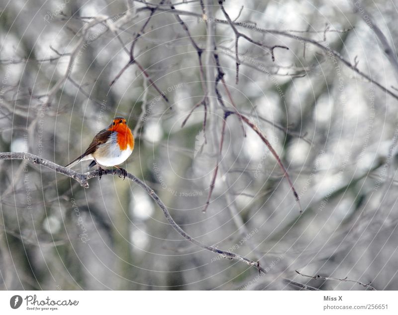 Vögelchen mit Schal Winter Baum Sträucher Wald Tier Vogel 1 klein rot Ast Zweige u. Äste Rotkehlchen Farbfoto mehrfarbig Außenaufnahme Menschenleer