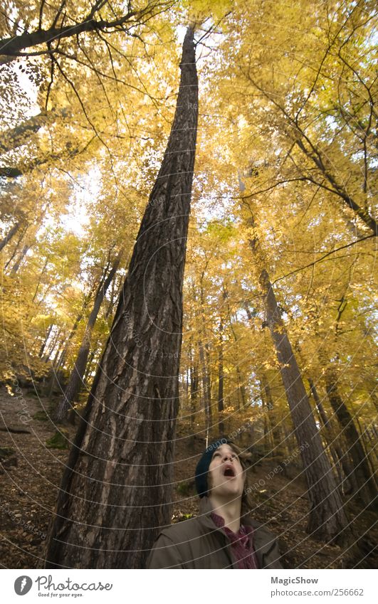 Looking up the highest tree. Ausflug maskulin Gesicht 1 Mensch 18-30 Jahre Jugendliche Erwachsene Natur Herbst Baum Wald ästhetisch Wärme gelb Surrealismus Höhe