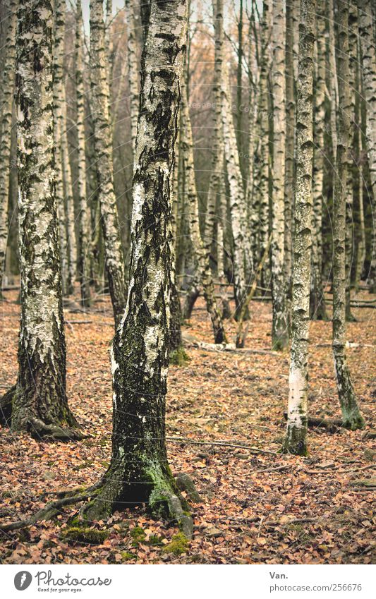 Birkenwäldchen Umwelt Natur Pflanze Erde Herbst Baum Blatt Laubbaum Laubwald Wald Holz hell herbstlich Baumrinde Baumstamm ruhig Farbfoto Gedeckte Farben