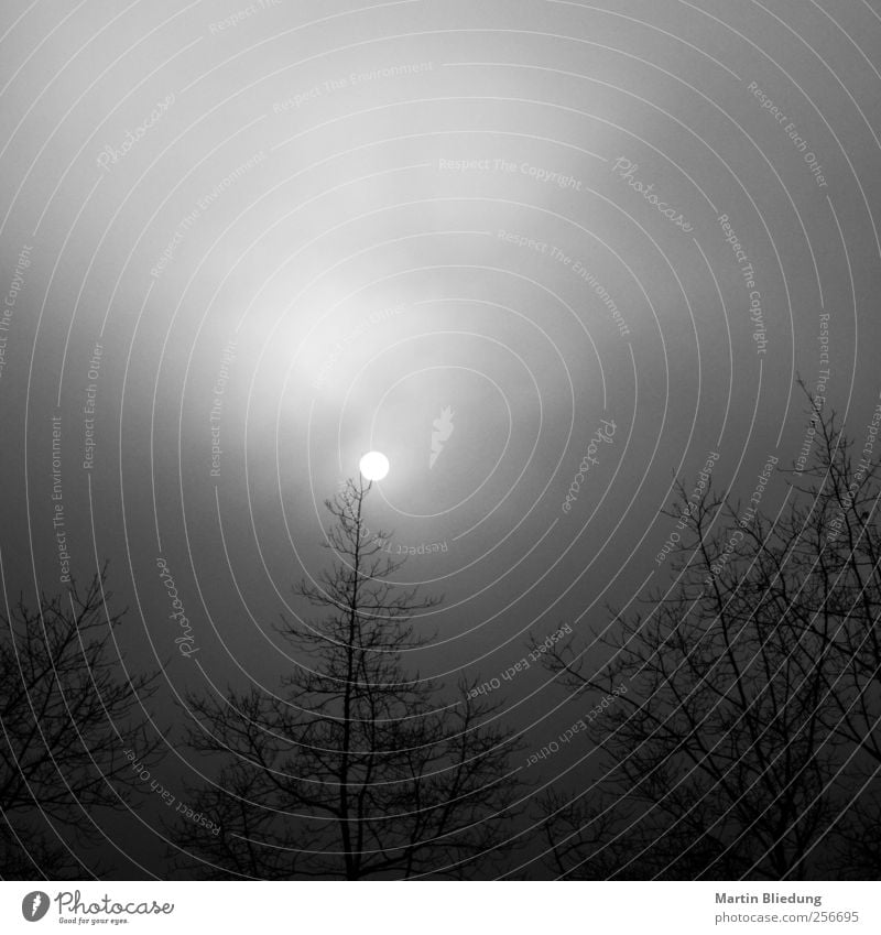 The Fog Himmel Sonne Nebel Baum dunkel gruselig kalt grau schwarz weiß Stimmung Natur Ast Dunst Froschperspektive Schwarzweißfoto Außenaufnahme Menschenleer