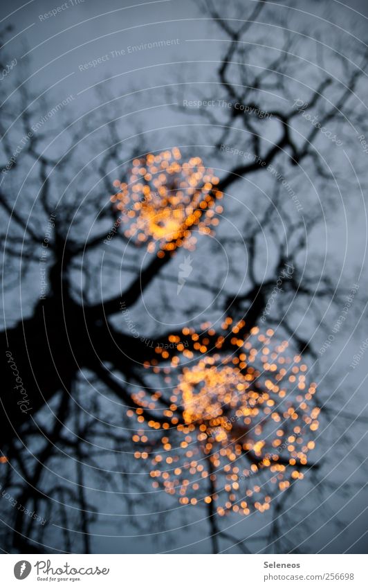 Unterm Weihnachtsbaume Feste & Feiern Weihnachten & Advent Umwelt Natur Landschaft Himmel Winter Pflanze Baum Lichterkette glänzend leuchten kalt Farbfoto
