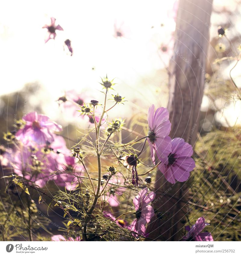 A Good Day. Umwelt Natur Landschaft Pflanze ästhetisch Zufriedenheit Idylle ruhig ruhen abgelegen violett Garten Blume Blumenwiese Blumenkasten Wiese