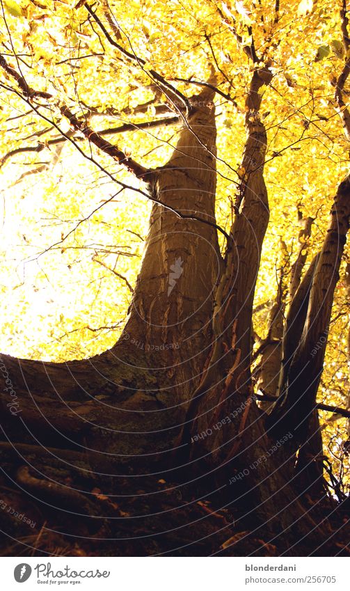 Säulen der Erde! Umwelt Natur Herbst Baum Park Menschenleer dünn stark gewissenhaft Gelassenheit ruhig Einsamkeit Wäldchen Blätterdach Wurzel Sonnenlicht