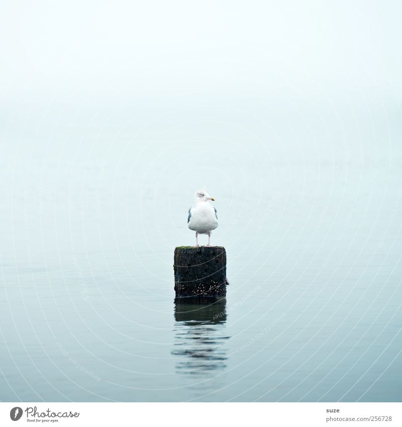 *1.700* Eine Ruhe hier ... Umwelt Natur Urelemente Wasser Himmel Klima Wetter Ostsee Meer Tier Wildtier Vogel Möwenvögel sitzen warten authentisch einfach