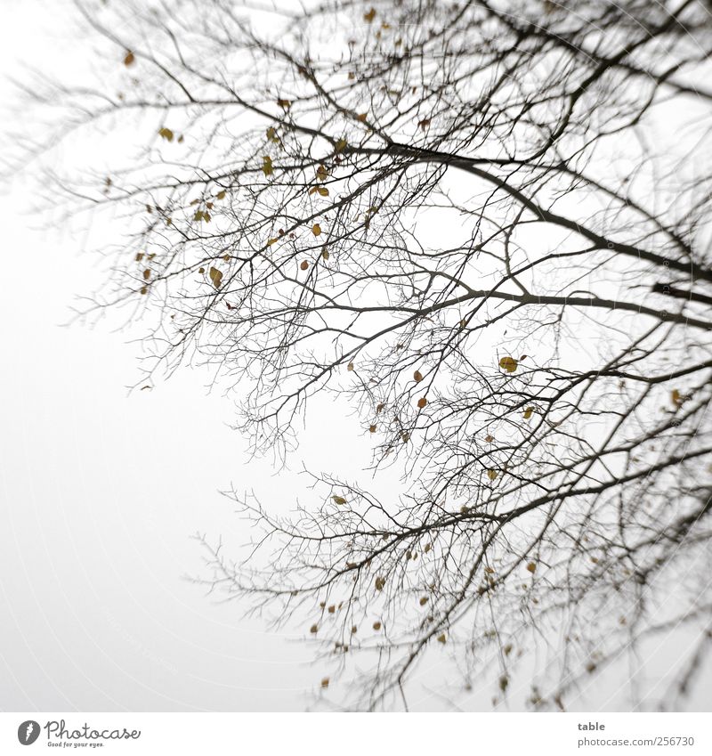 Der Letzte Rest Umwelt Natur Pflanze Luft Himmel Herbst Winter schlechtes Wetter Baum Blatt Wildpflanze Ast Zweig Holz stehen alt groß kalt natürlich braun grau
