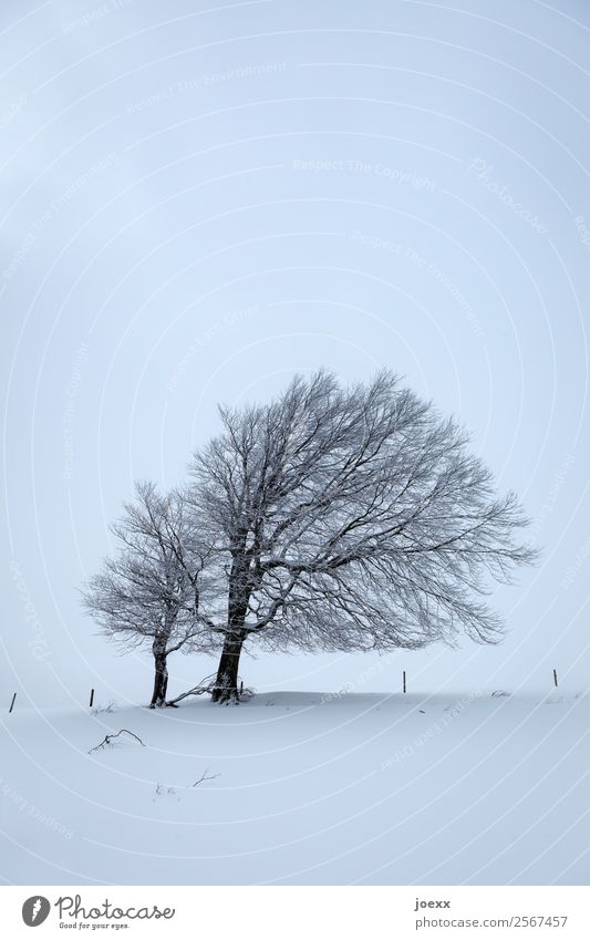 Gemeinsam Landschaft Eis Frost Schnee Baum dunkel kalt trist blau schwarz weiß geduldig ruhig Windflüchter Farbfoto Gedeckte Farben Außenaufnahme Menschenleer