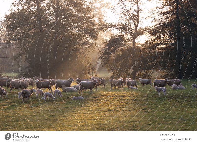 Chamansülz 2011 | get.it.right. Schwarzwald Schaf Herde Schafherde Tierjunges Weide Fressen Wolle wollig Sommer Morgen Nebel Sonnenstrahlen viele