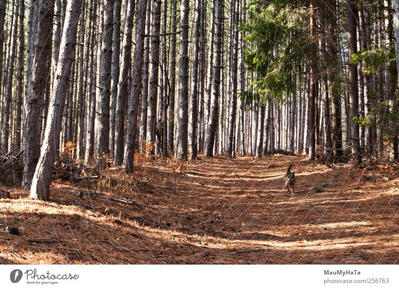 fliehender Hund Holz Sonne Natur Pflanze Tier Sonnenlicht Herbst Schönes Wetter Wildpflanze Park Wald Haustier Tiergesicht 1 Abenteuer Bewegung chaotisch