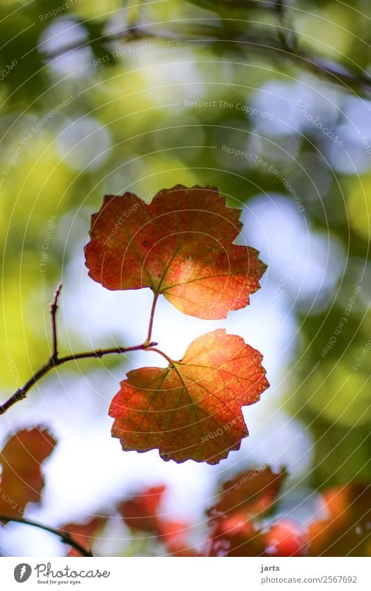 herbstlicht Natur Sonnenlicht Herbst Schönes Wetter Pflanze Baum Blatt Wald hell natürlich positiv gelb grün rot Gelassenheit ruhig Hoffnung Farbfoto mehrfarbig