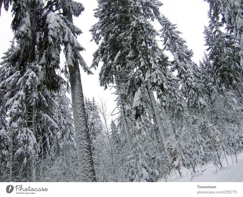 Heimat des Schneeadlers Freizeit & Hobby Umwelt Natur Pflanze Himmel Winter Baum Fichte Wald Schwarzwald Holz liegen Blick ästhetisch Coolness kalt grau schwarz