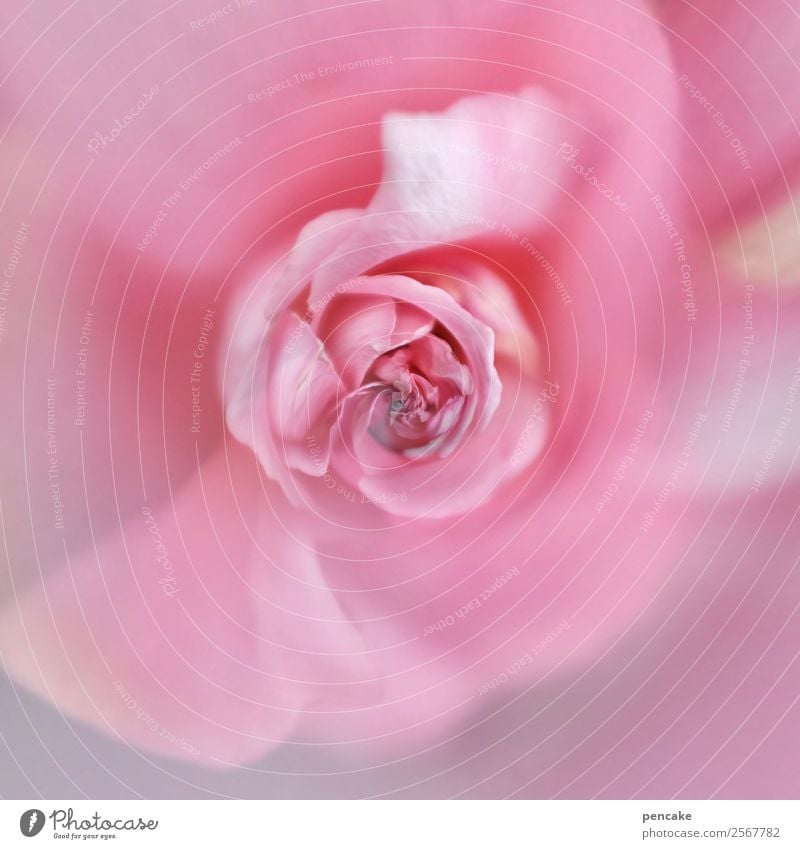 rosé rose Pflanze Blume Rose Lebensfreude Sympathie Liebe Reinheit Rosenblüte rosa rund Farbfoto Gedeckte Farben Außenaufnahme Makroaufnahme Experiment